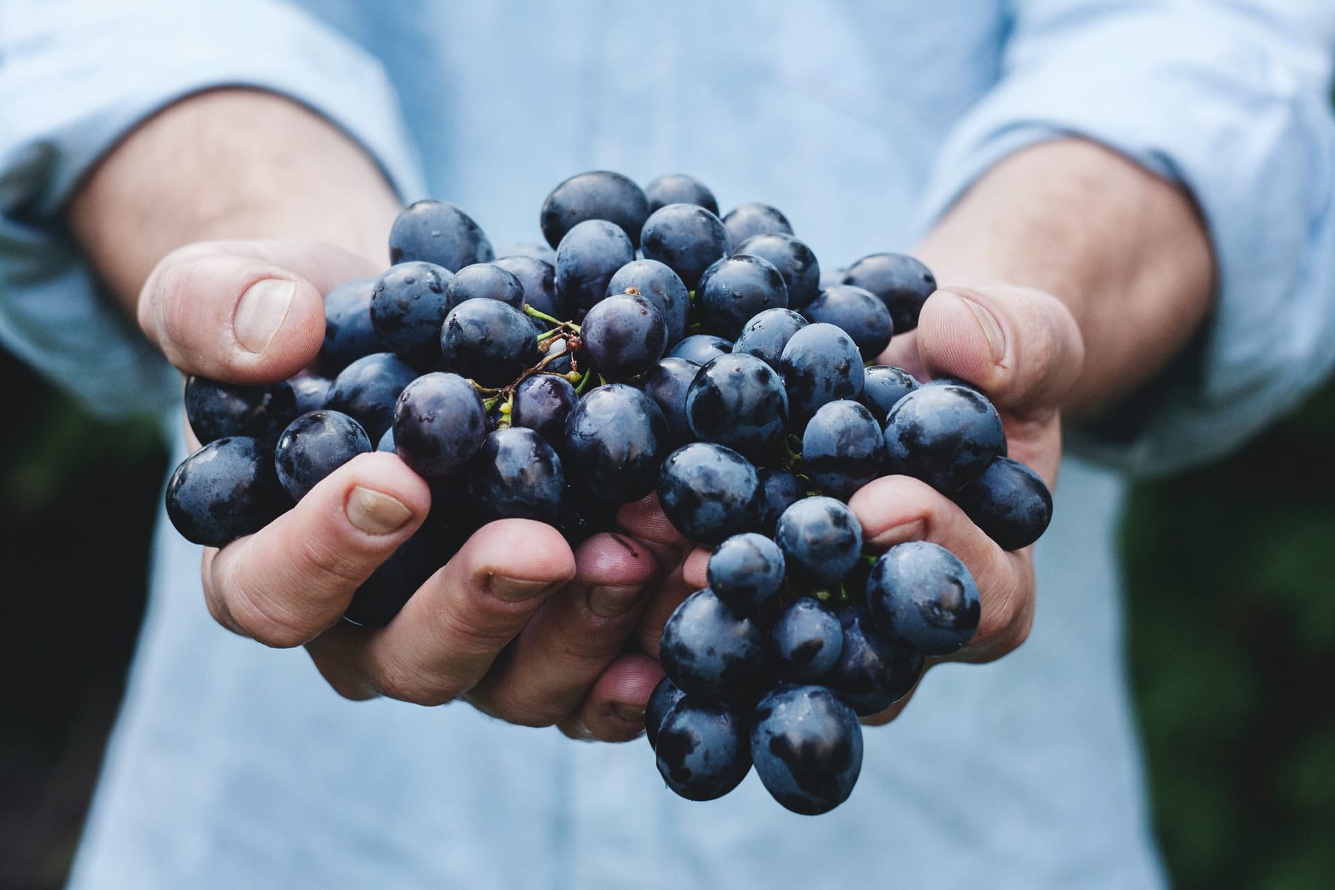 Grapes as a vine fruit