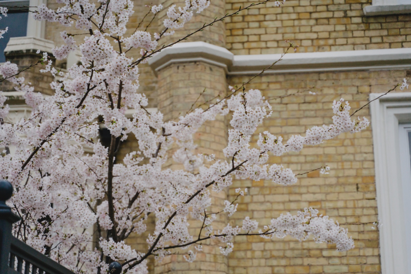 Cascading flowers