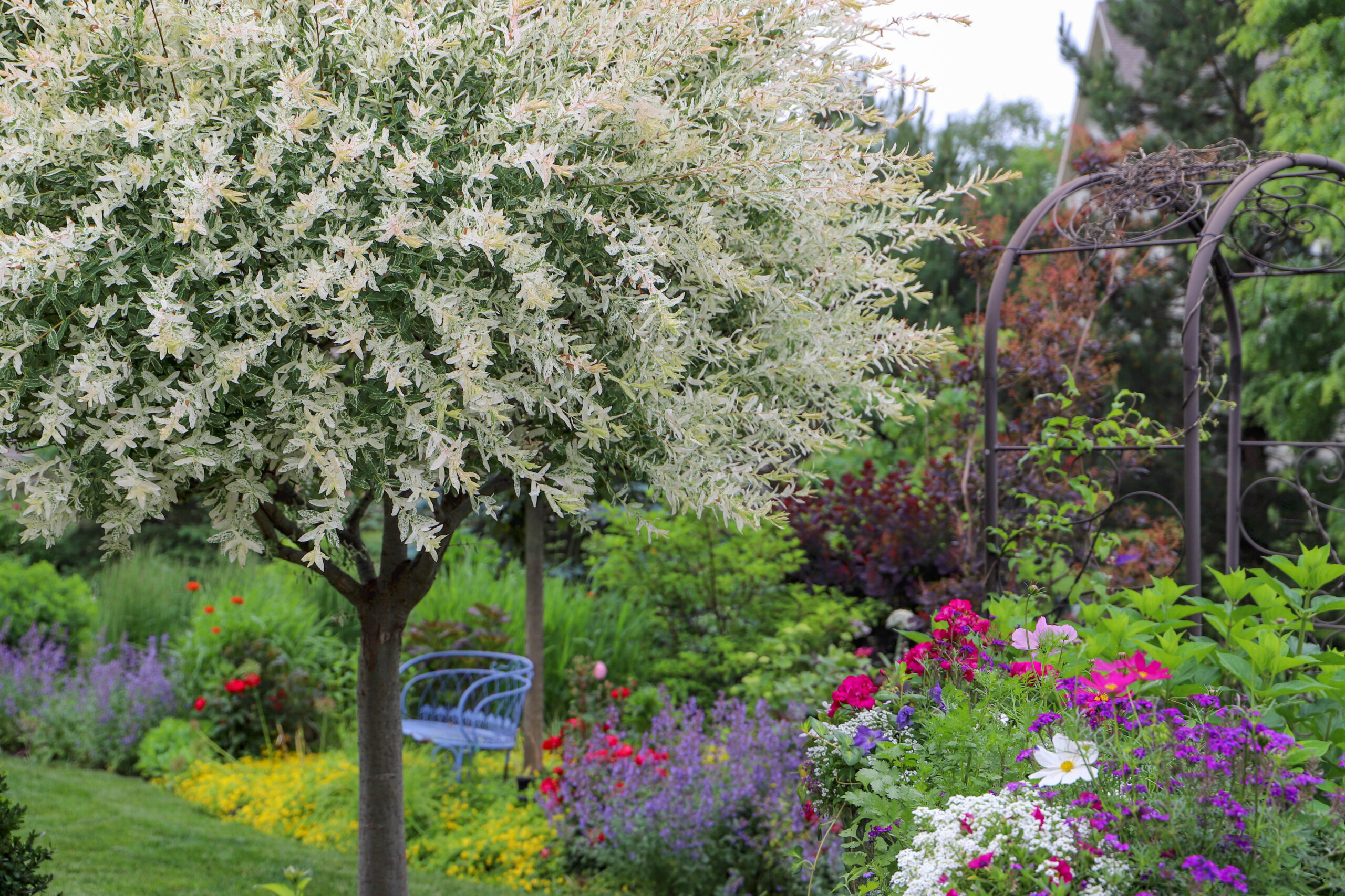 Tri Color Dappled Willow Bush Compare Price | www.og6666.com