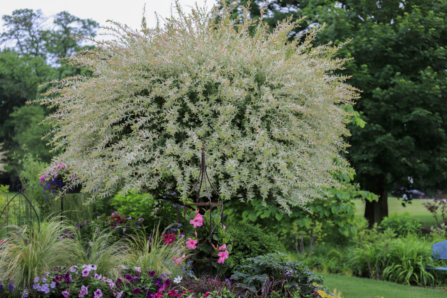 Dappled Willow Tree A Care Guide On How To Grow A Dappled Willow Tree In Home Landscapes 0223