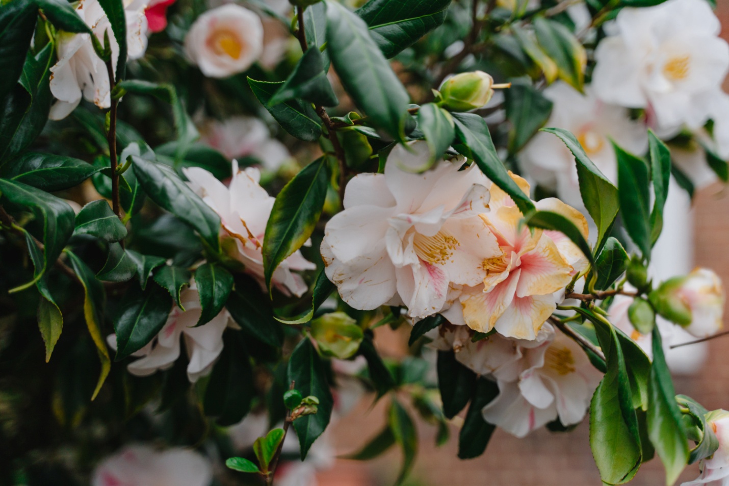 Choosing trailing flowers