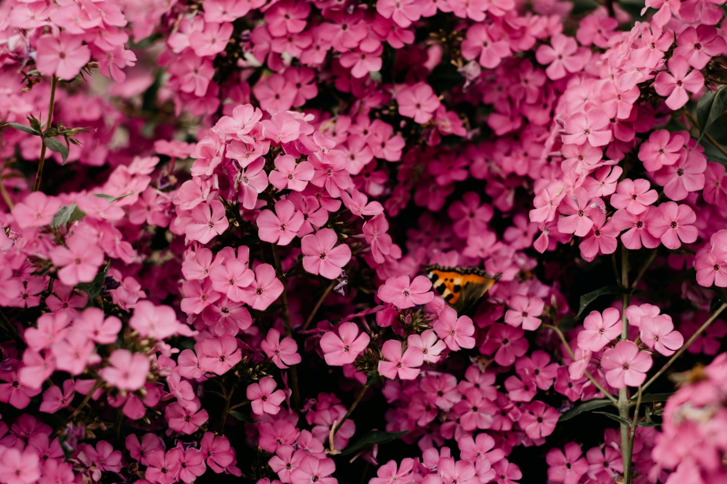 Planting pansies in your garden