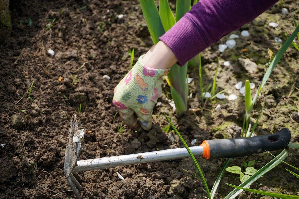 weed root removal