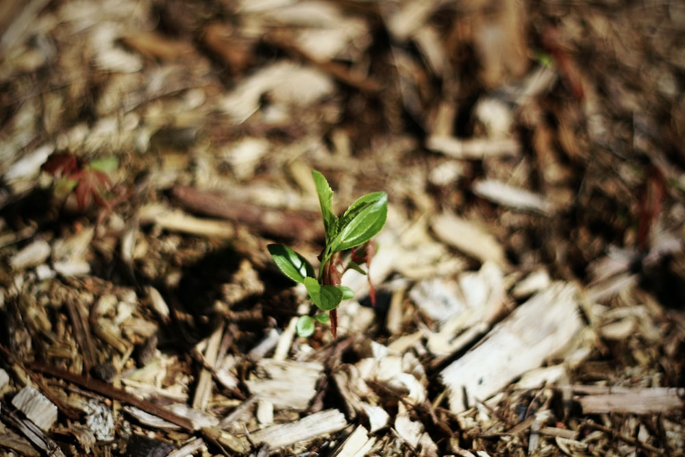 pistachio shells for mulching