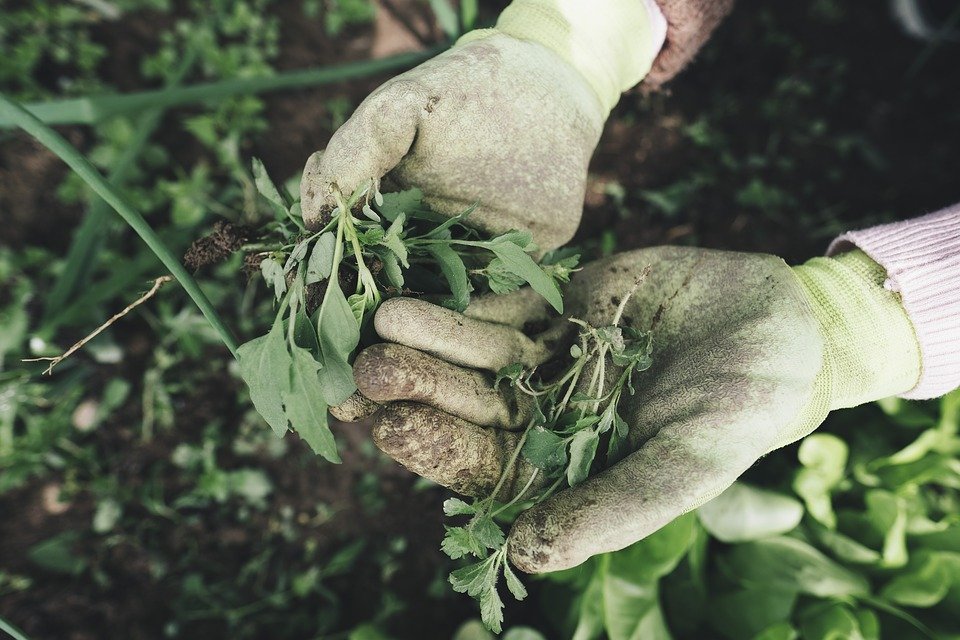 garden weeds