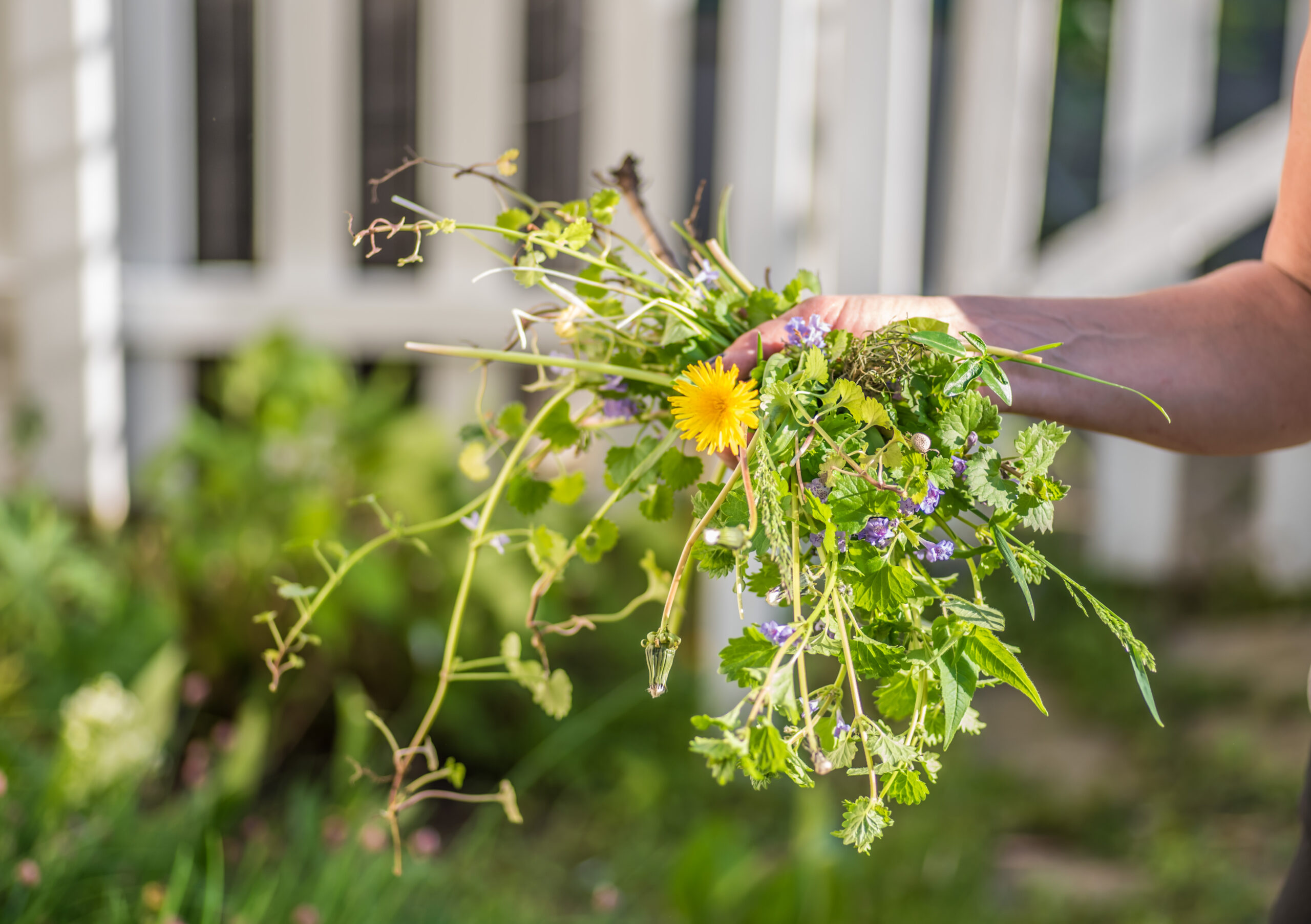 Grow your grass longer to prevent weeds