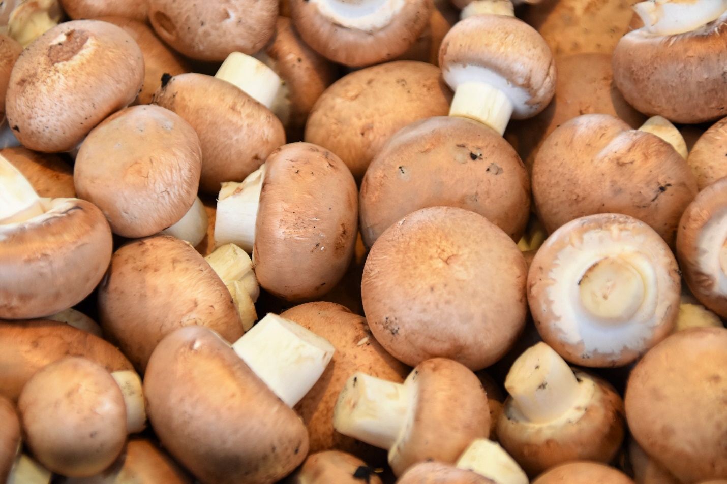 edible mushrooms