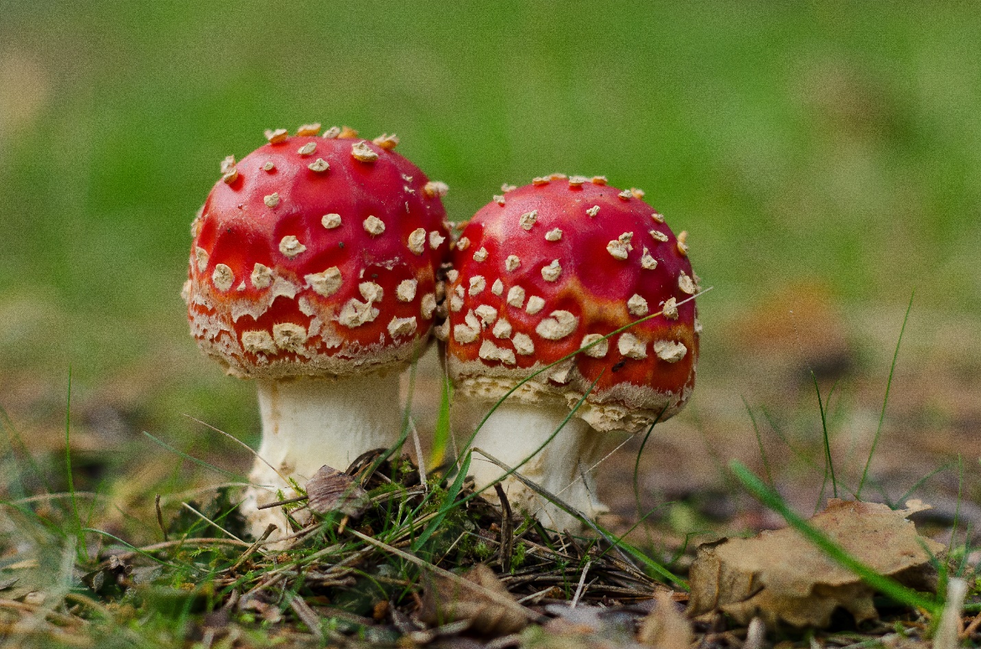 mushroom grow kit