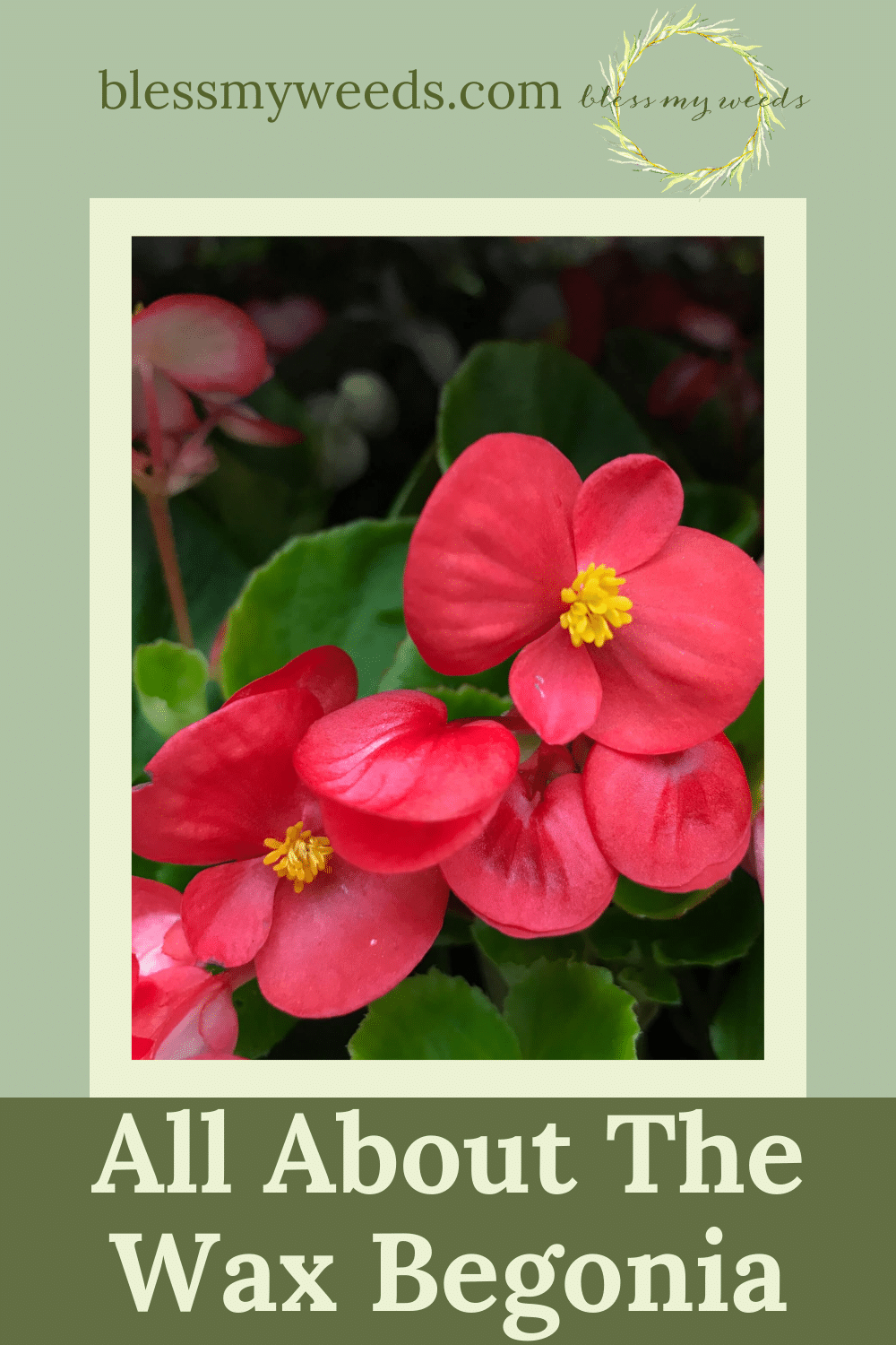 Wax Begonia