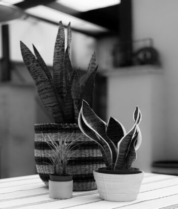 Water requirements of a snake plant