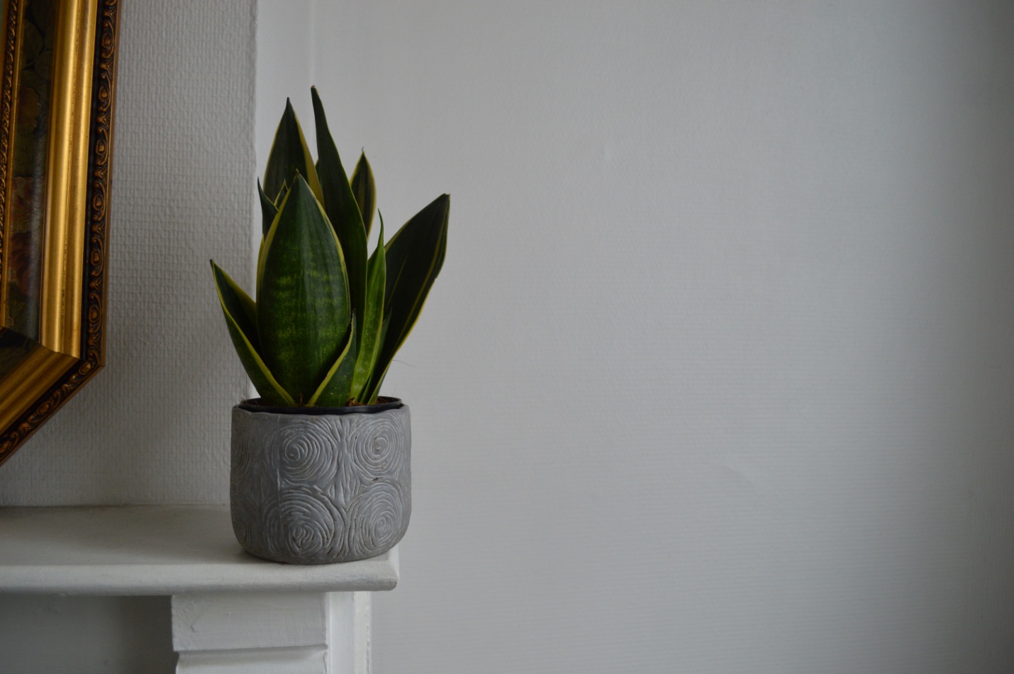 A guide on how to cultivate a snake plant