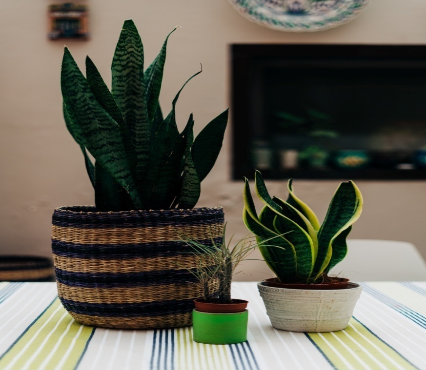 Making room for a snake plant