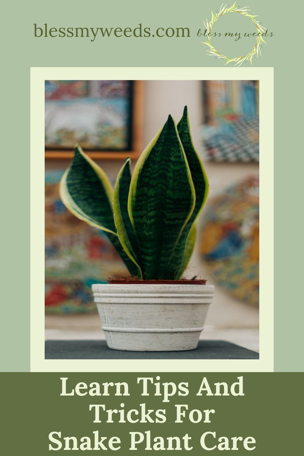 Snake Plant Care: How to Grow this Diehard Houseplant