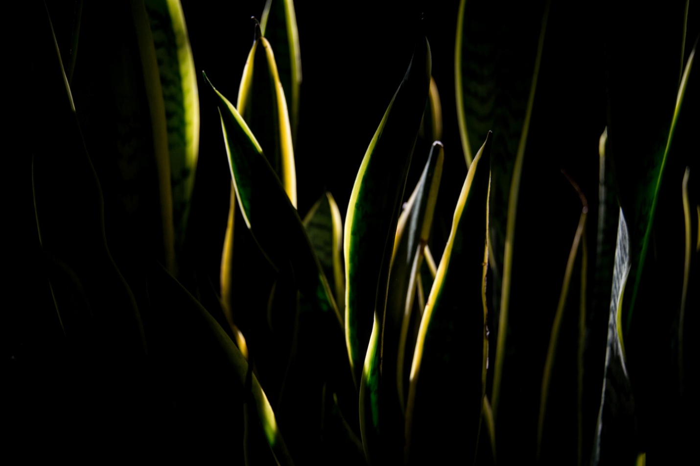 Growing snake plants indoors