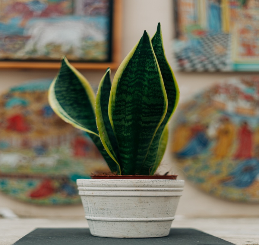 Tending to the snake plant