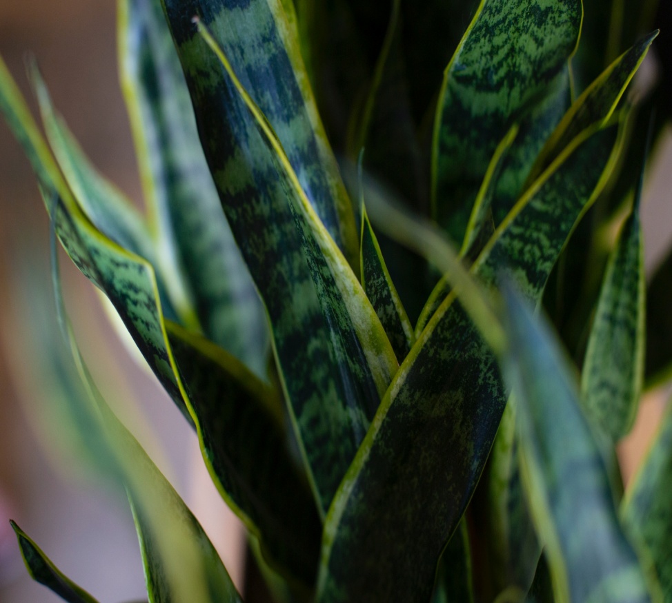 Tips to take care of the snake plant