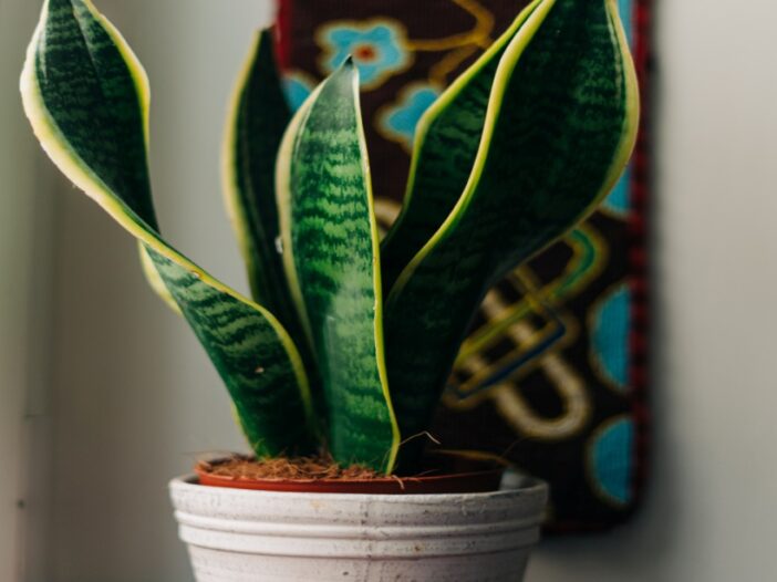 How to cultivate different varieties of snake plants