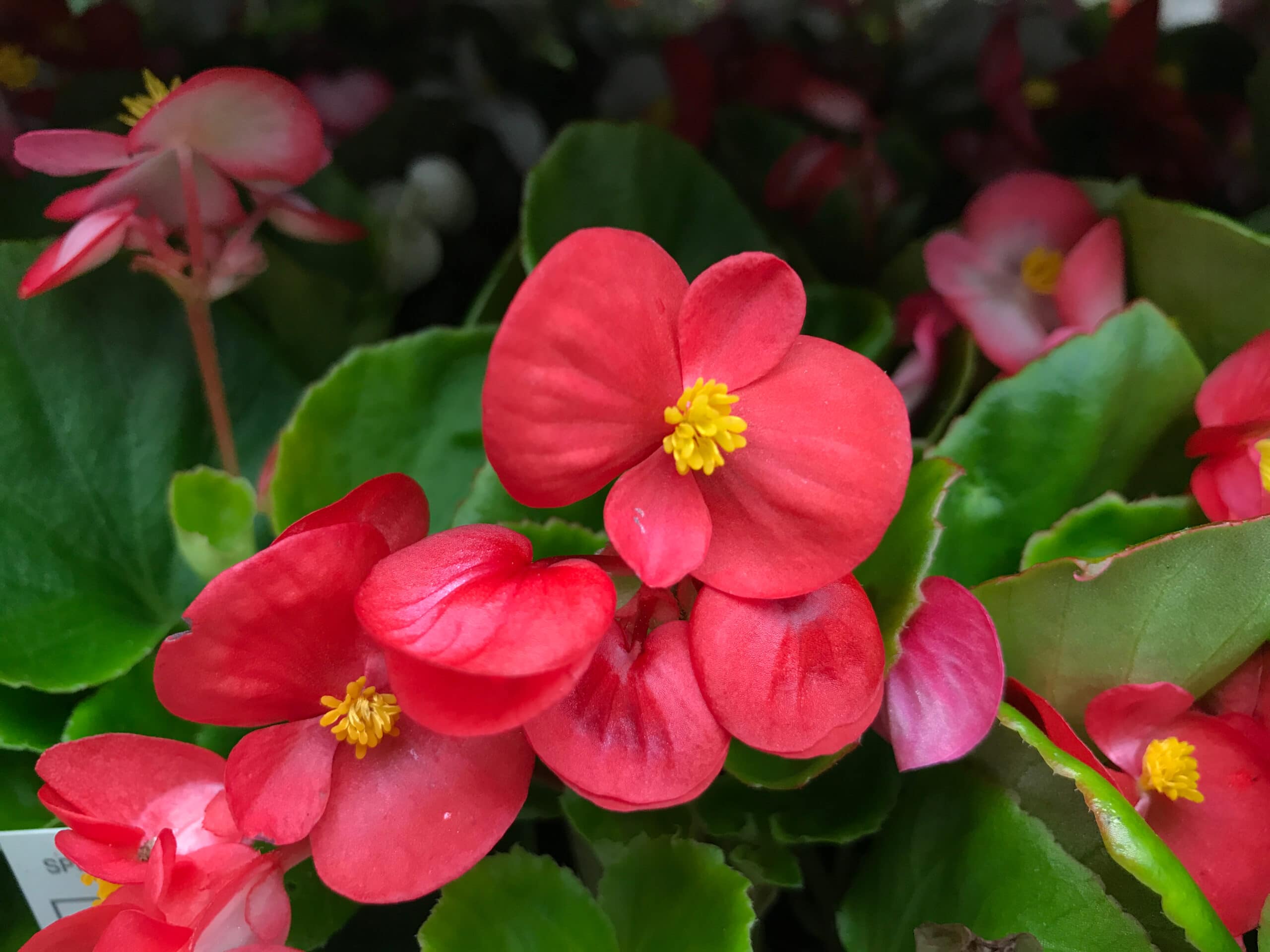 How to propagate the Wax Begonia