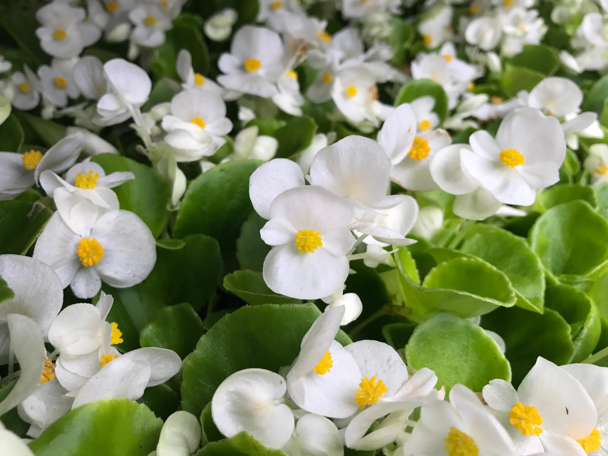 How to grow wax begonia in containers