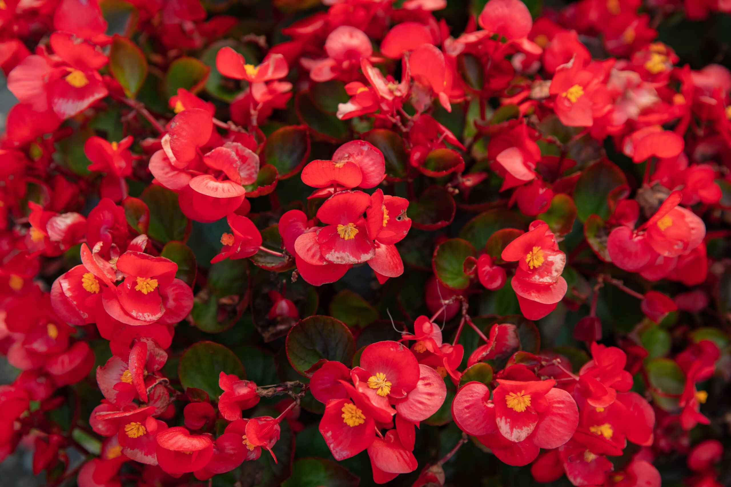 Wax Begonia