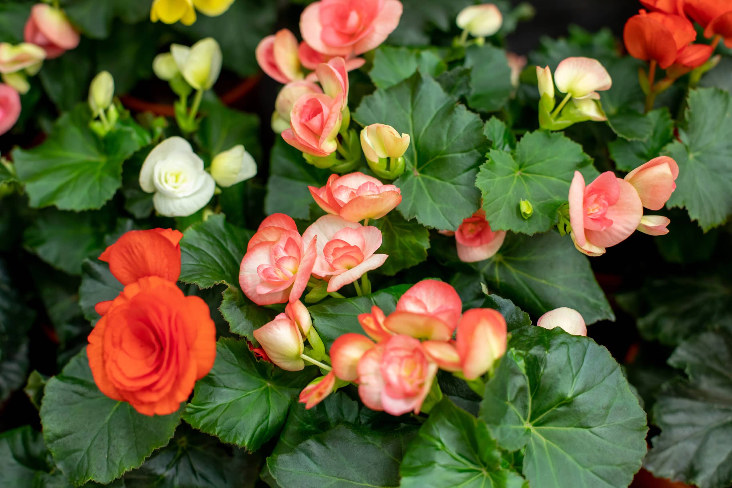 A guidebook on growing and caring for Wax Begonia