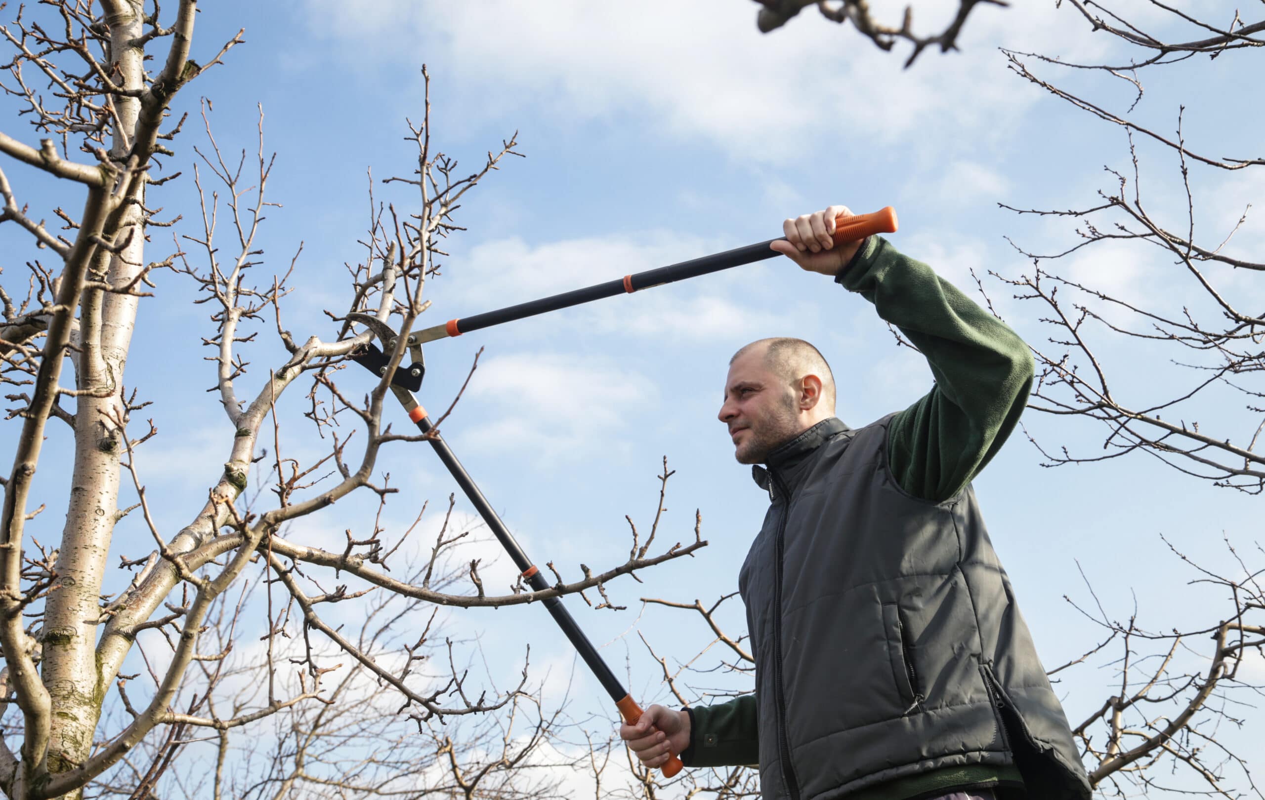 Tree Pruning Ideas | How to Prune Trees | Winter Tree Pruning | Pruning | Winter Pruning | Tips and Tricks for Winter Tree Pruning | Tips and Tricks for Pruning | Pruning Tips and Tricks