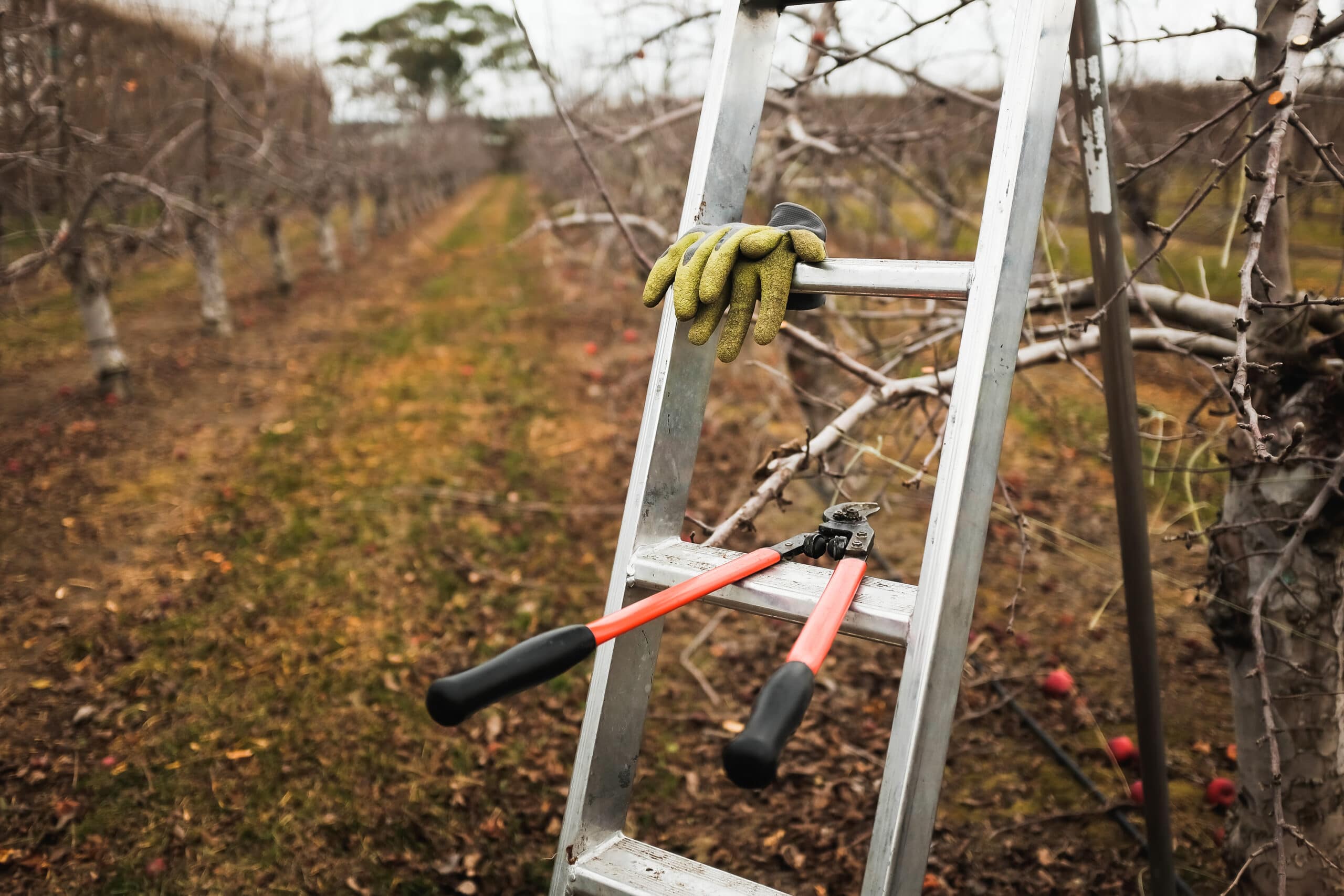 Tree Pruning Ideas | How to Prune Trees | Winter Tree Pruning | Pruning | Winter Pruning | Tips and Tricks for Winter Tree Pruning | Tips and Tricks for Pruning | Pruning Tips and Tricks