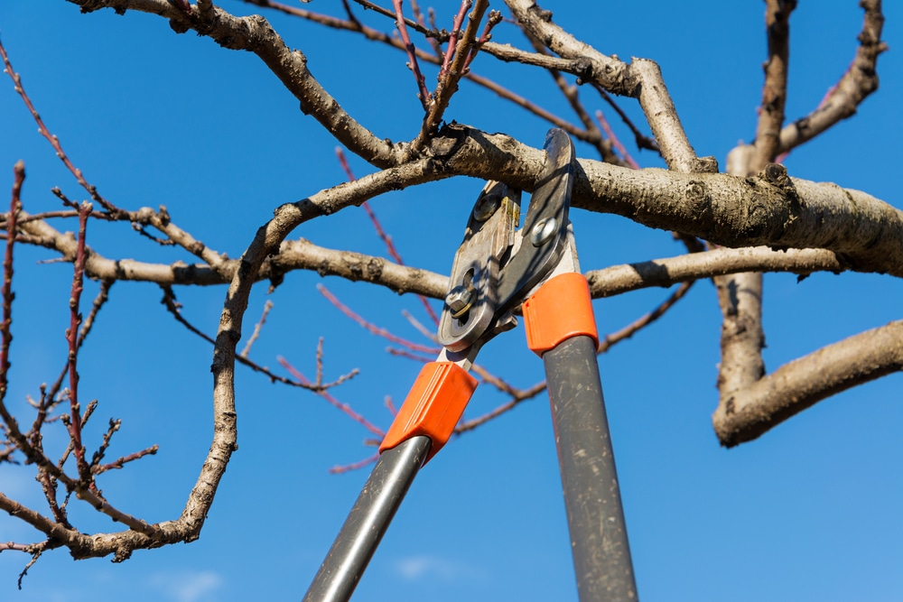 Tree Pruning Ideas | How to Prune Trees | Winter Tree Pruning | Pruning | Winter Pruning | Tips and Tricks for Winter Tree Pruning | Tips and Tricks for Pruning | Pruning Tips and Tricks
